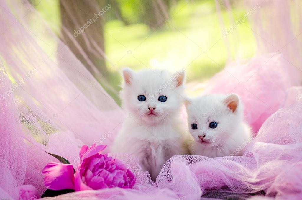 Kitten Two White Cats Two White Kittens Sit Together Look Stock