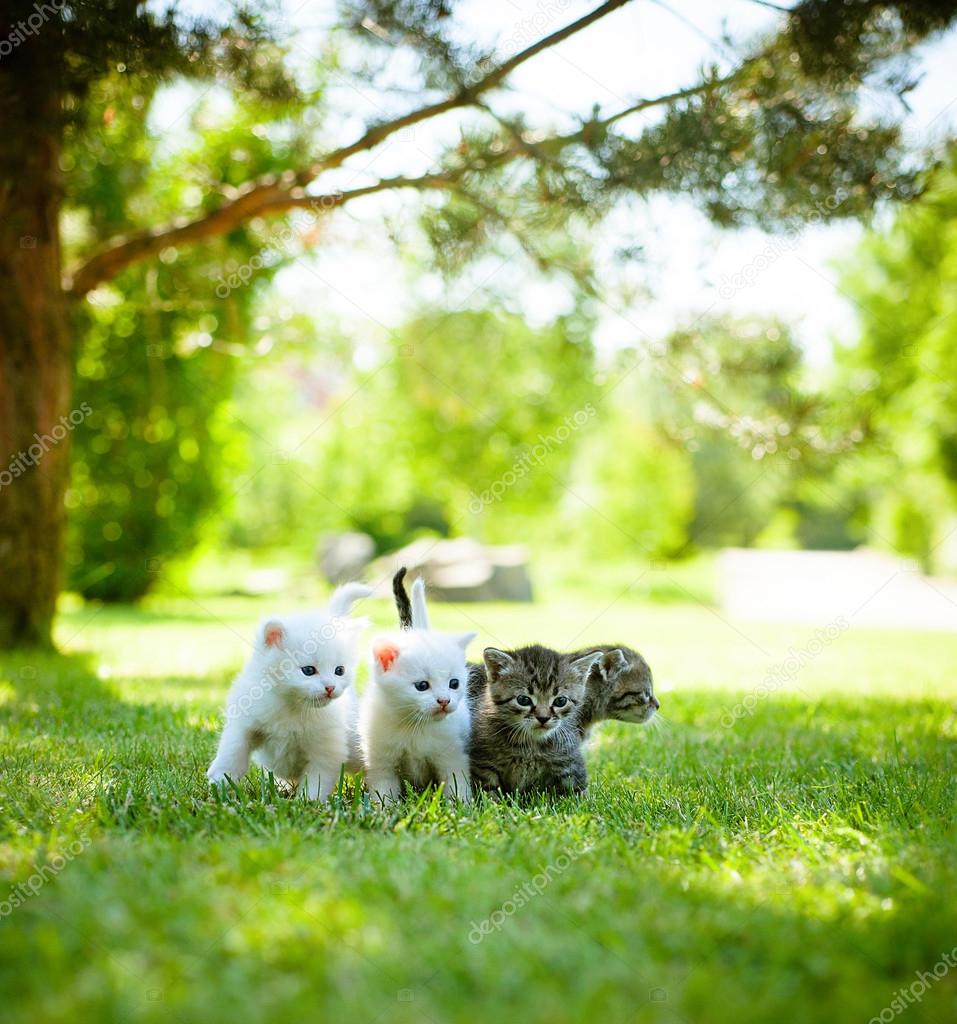little kittens on the grass