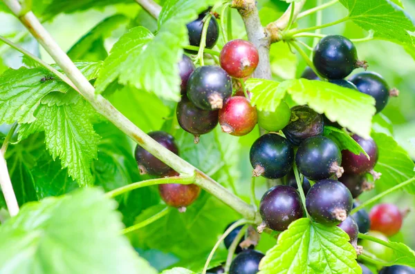 Black currant on branch — Stock Photo, Image