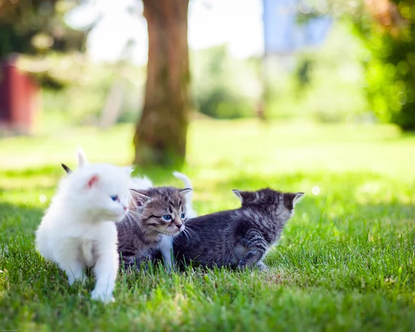 Gato, al aire libre — Foto de Stock