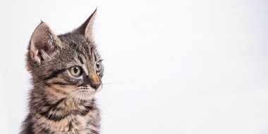 Beyaz arka planda küçük kedi