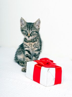 Hediye kutusu ile şirin yavru kedi