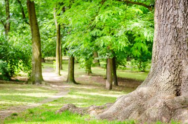 yeşil park ağacında büyük kök