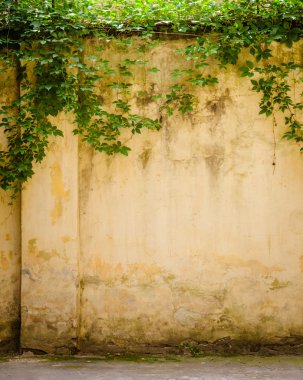 incir duvara tırmanma