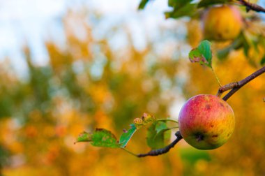 Ağaçtaki kırmızı elmalar