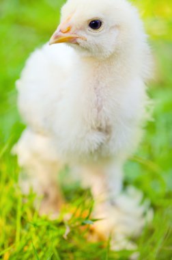 bir çim üzerinde tavuk