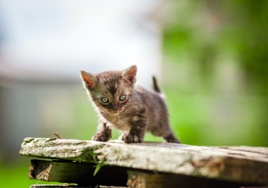 küçük kedi, açık