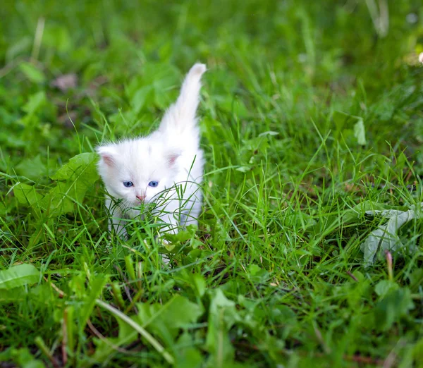 Gato pequeño, al aire libre — Foto de Stock