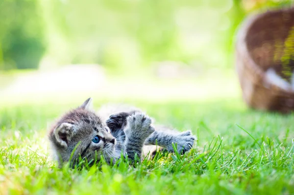 Kucing kecil, outdoor — Stok Foto