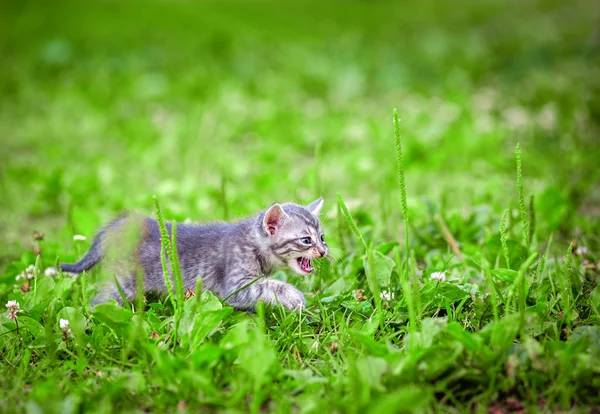 Gatinho, ao ar livre — Fotografia de Stock