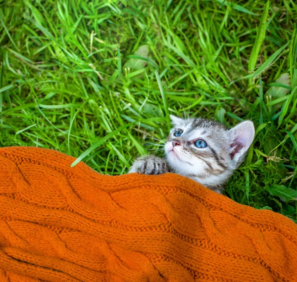 Gatto piccolo, all'aperto — Foto Stock