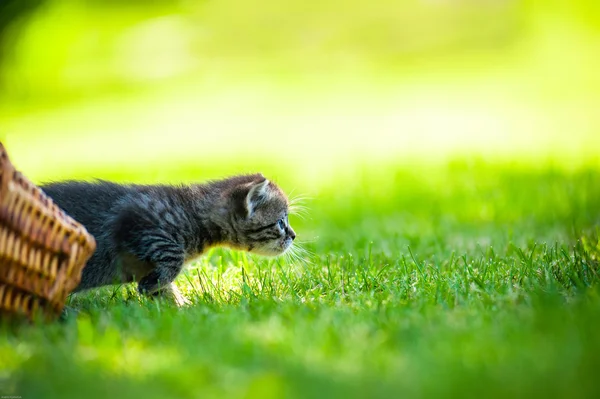 Little kitten, outdoor — Stock Photo, Image