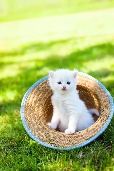 Gatinho, ao ar livre — Fotografia de Stock