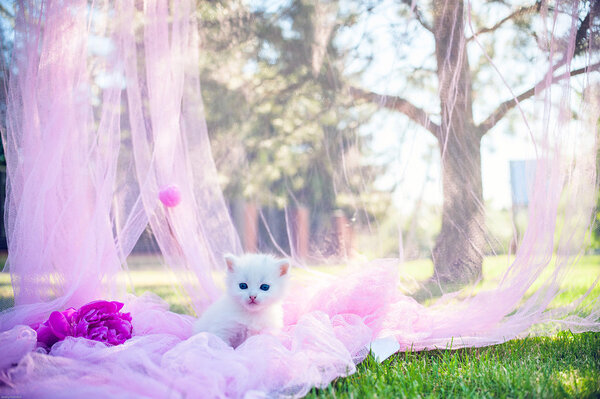 маленький котенок, открытый
