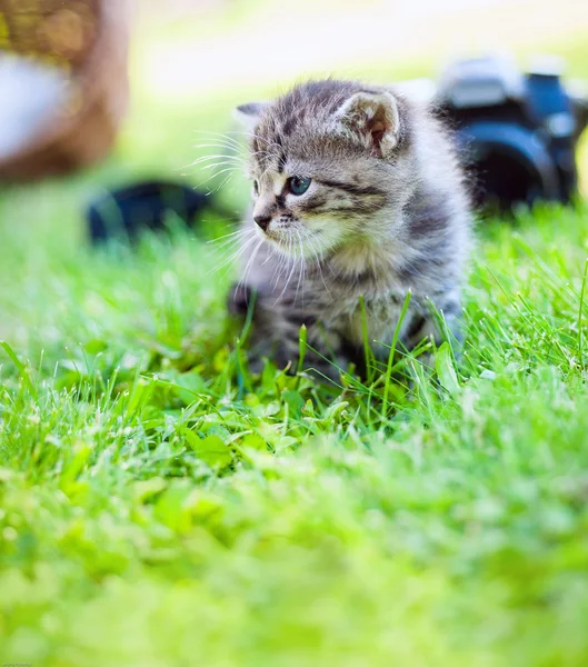 Little kitten, outdoor — Stock Photo, Image