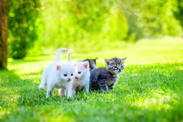 Gatinho, ao ar livre — Fotografia de Stock