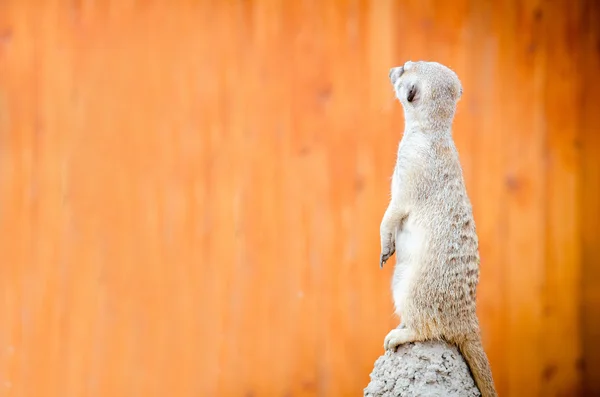 Meerkat stoją na wzgórzu — Zdjęcie stockowe