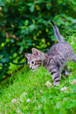 küçük kedi, açık