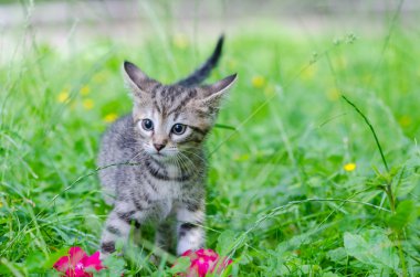 küçük kedi, açık