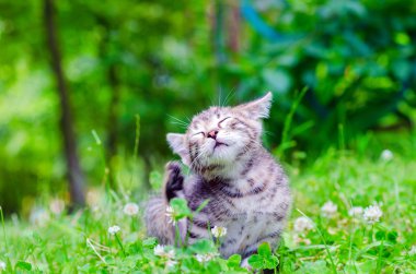 küçük kedi, açık