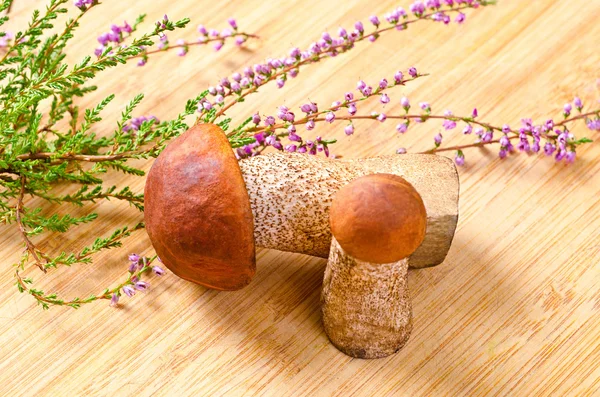 Orange-cap boletus, background with mushrooms — Stock Photo, Image