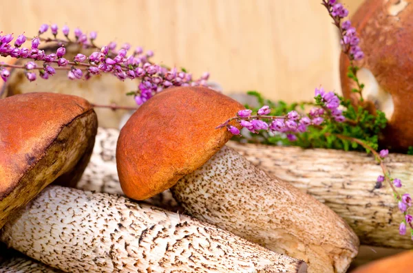 Oranje-cap bronskleurig, achtergrond met champignons — Stockfoto