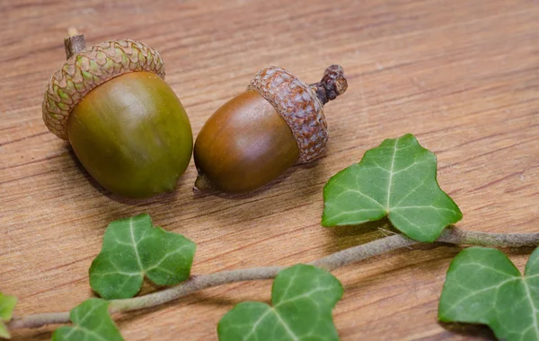 Autumn background  with oak — Stock Photo, Image