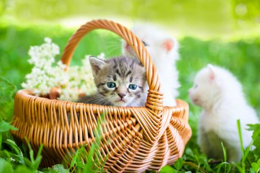 çimenlerin üzerinde küçük kedi