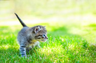 çimenlerin üzerinde küçük kedi