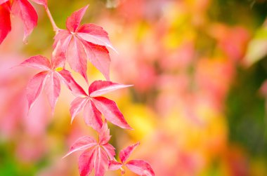 Kırmızı sonbahar zemin