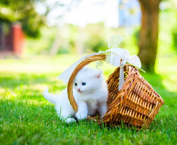 çimenlerin üzerinde küçük kedi