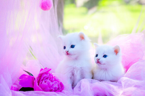 маленькая кошка на траве
