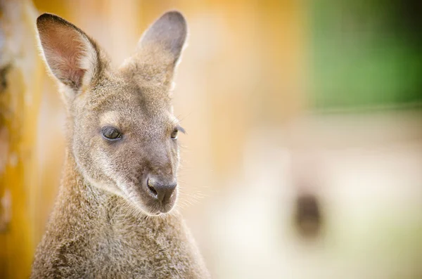 Portreit kangura — Zdjęcie stockowe