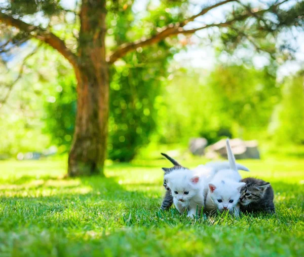 Little cat, outdoor — Stock Photo, Image