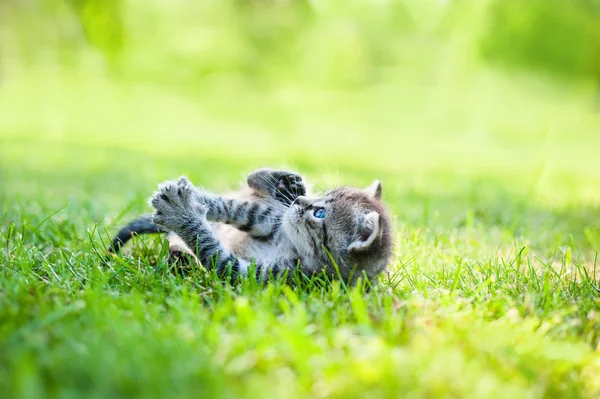 작은 고양이, 야외 — 스톡 사진