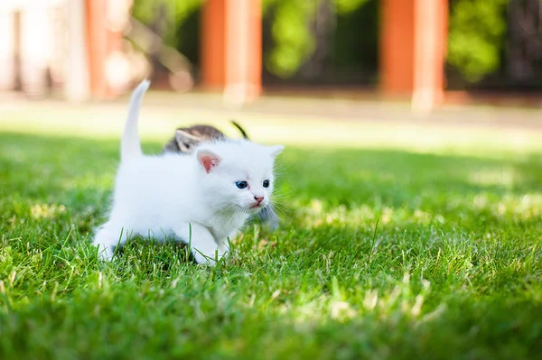 Küçük kedi, açık — Stok fotoğraf