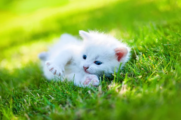 Küçük kedi, açık — Stok fotoğraf