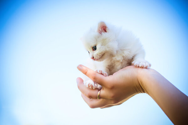 маленький кот, открытый
