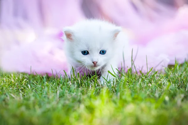 Little cat, outdoor — Stock Photo, Image