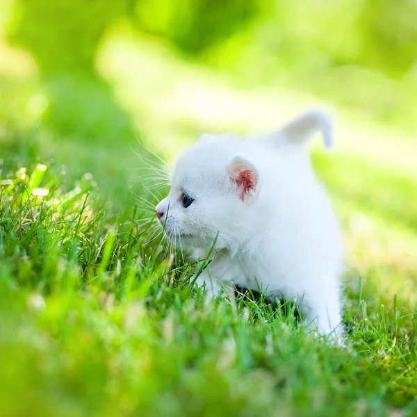 Gato pequeño, al aire libre — Foto de Stock