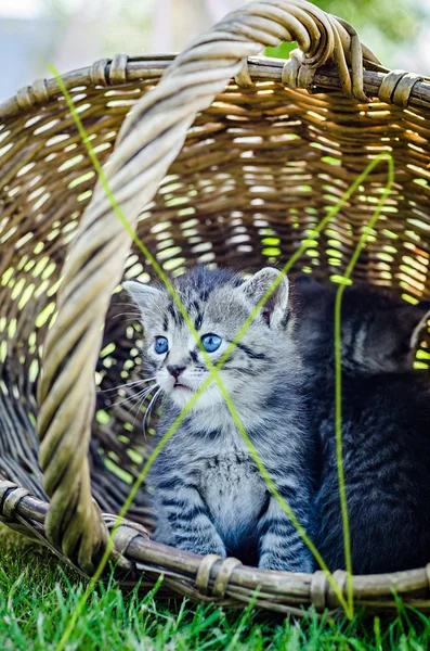 Malá kočka, venkovní — Stock fotografie