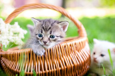 küçük kedi, açık,