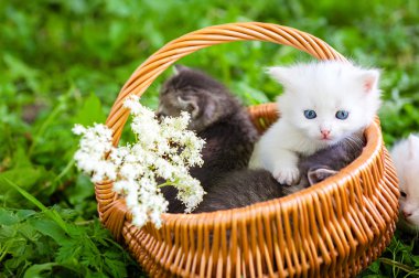 küçük kedi, açık,