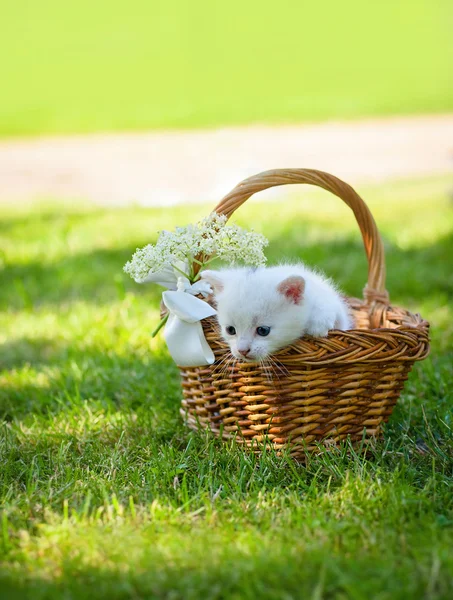 Gatinho, ao ar livre , — Fotografia de Stock