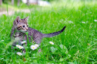 çimenlerin üzerinde küçük yavru kedi