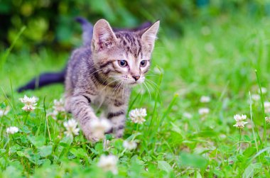 çimenlerin üzerinde küçük yavru kedi