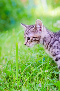 çimenlerin üzerinde küçük yavru kedi