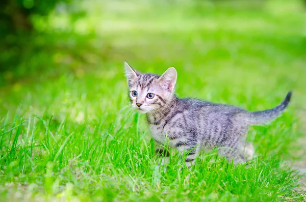 Gato no parque — Fotografia de Stock