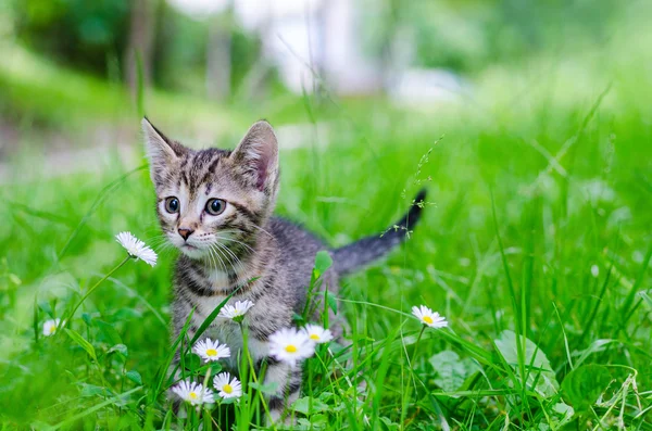 kedi, Park'ta