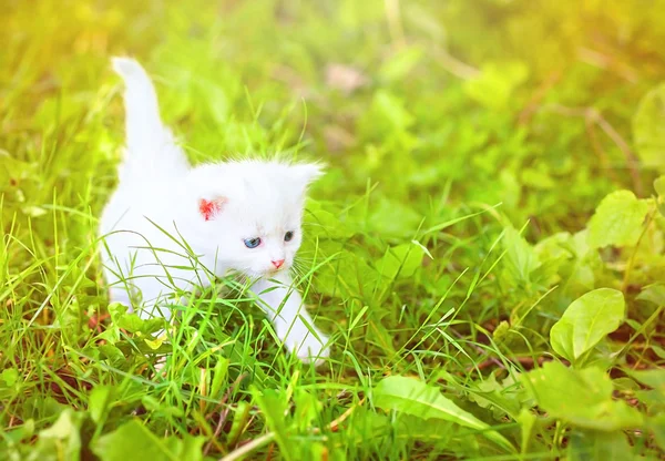 Small kitten on grass — Stock Photo, Image